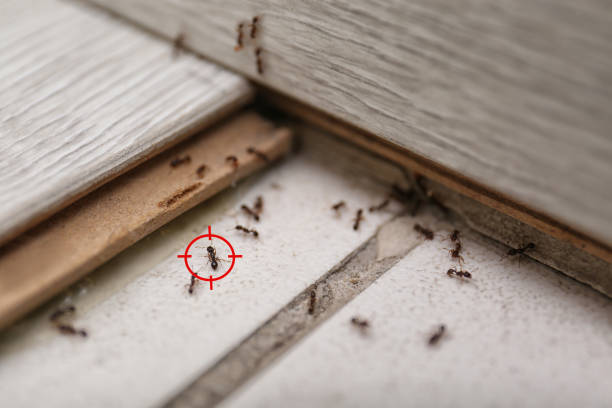 Best Commercial Pest Control Services  in Cottonwood, ID