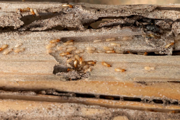 Insect Control in Cottonwood, ID