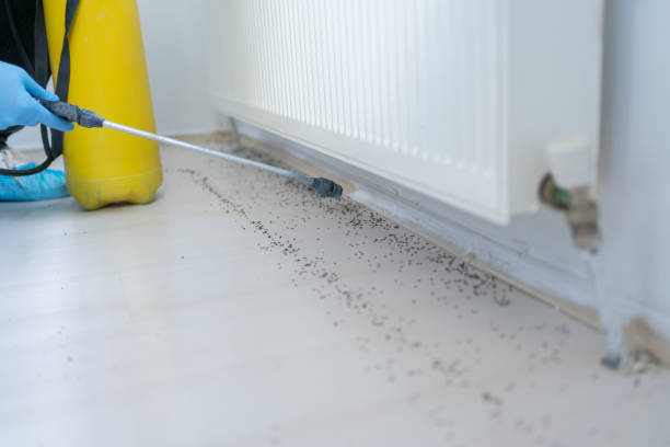 Best Insect Control  in Cottonwood, ID